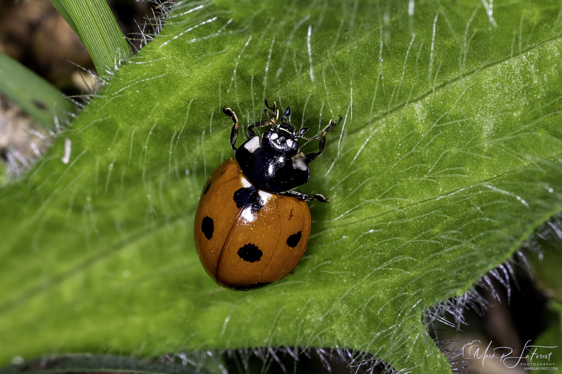 Asian Ladybug, Austin, Texas